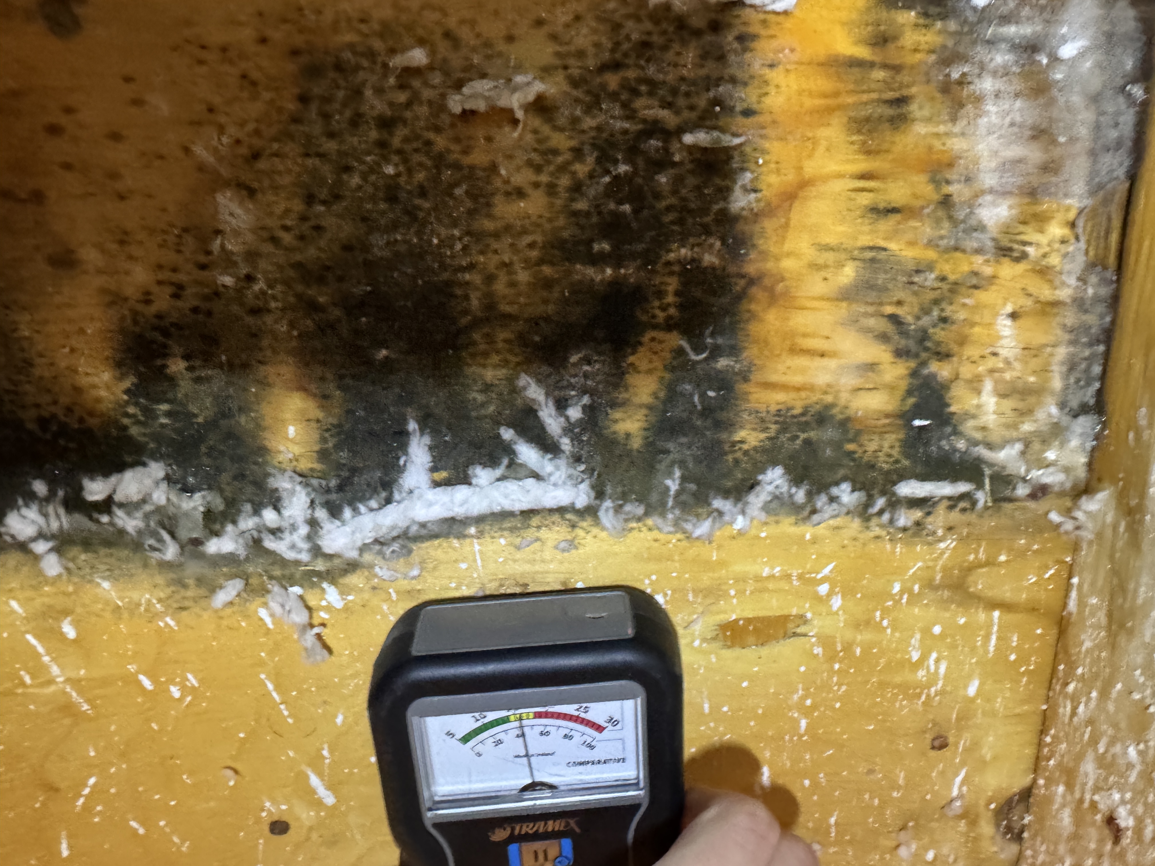 Mold Inspection